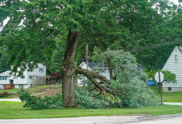 Reliable Lake Holm, WA Tree Services Solutions